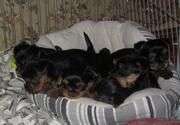продам щенков йоркширского терьера самый лучший подарок на новый год!