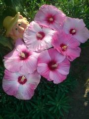 Семена и саженцы гибискусов садовых, лилейники новой селекции