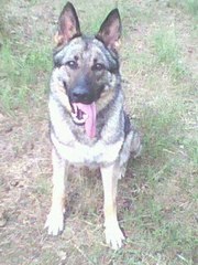 Продам овчарку