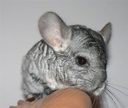 продам шиншилл