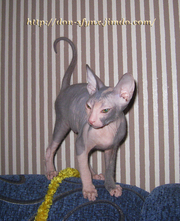 донской сфинкс котята