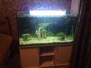 Аквариум 200 литров