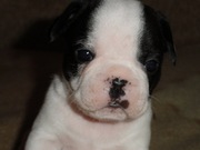 Щенки французского бульдога