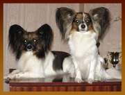 Папильон - щенки - Новогодняя бабочка.