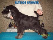 Цвергшнауцер, щенки чёрные с серебром, питомник ALTEGOS