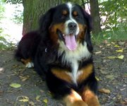Хлопчик Бернського зенненхунда шукає дівчинку