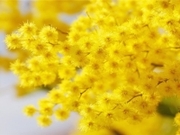 Продаю мимозу