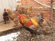 КУРЫ МЯСО-ЯИЧНЫЕ