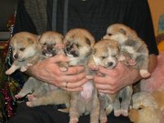 Продам щенков акита-ину