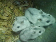 хомячки жемчужные и другие карликовые