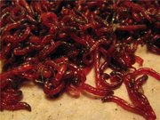 Мотыль крупный рыбацкий