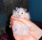 Продам сирийских хомячков