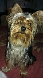 потерялась собака йоркширский терьер