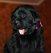 Замечательные щенки лабрадора