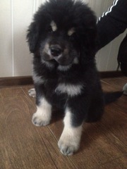 Элитного щенка тибетского мастифа