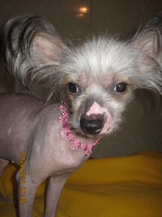 ожерелья для собак