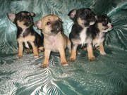 породные щенки чихуахуа