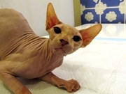 Молодая кошечка по имени Фиона.