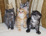 Шотландские вислоухие и прямоухие котята