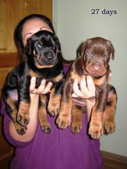 Щенки добермана от Чемпиона Европы