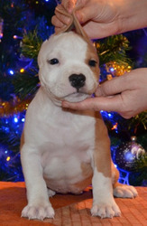 Стафики Девочки (Киев).FCI UKU.