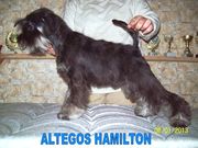 Цвергшнауцер, мальчик чёрный с серебром