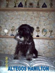 Цвергшнауцер, мальчик