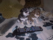 Супер качество! Чихуахуа! Продажа Харьков.