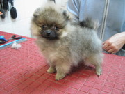 померанский шпиц щенки