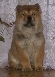 щенки короткошерстных чау чау смуф