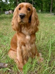 Продам собаку кокер-спаниеля.Девочка