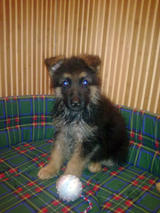 Продам щенков немецой овчарки