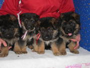 продаются щенки немецкой овчарки в Николаеве