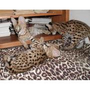 Продажа котят редкой экзотикой.