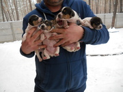 Джек Рассел терьер - щенки