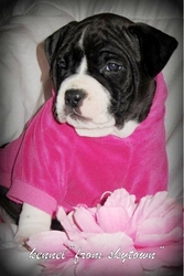 Американский Стаффордширский Терьер.♥♥♥ Черная Девочка !♥♥♥