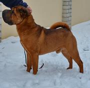 Шар-пей(шарпей). Титулованный кобель. Вязка. КСУ