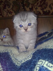 Шотландские шалуны