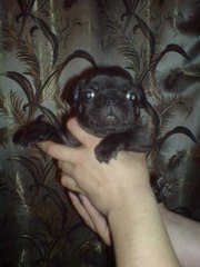 Продам щенков французского бульдога!