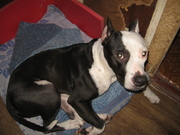 продам или отдам