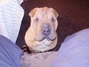 шар-пей, щенки-продам срочно, возможна доставка