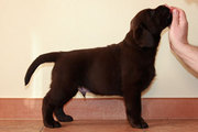 Щенки лабрадора ретривера шоколадного окраса