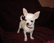 Мальчик чихуахуа.КСУ