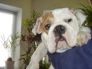Английский бульдог-продам постоянно.