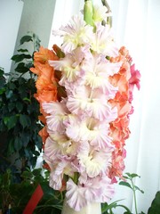 Луковицы гладиолусов - около 150 сортов - почтой