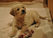Щенки золотистого ретривера