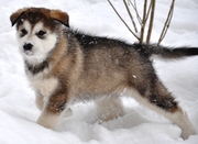 аляскинский маламут щенок