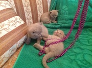 Котята Британской короткошерстной