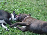 продаю щенков американского стаффортширского терьера