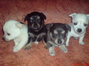 Продаются щенки Чихуахуа